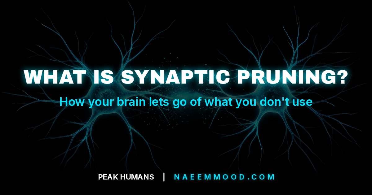 What is synaptic pruning? How your brain lets go of what you don't use.